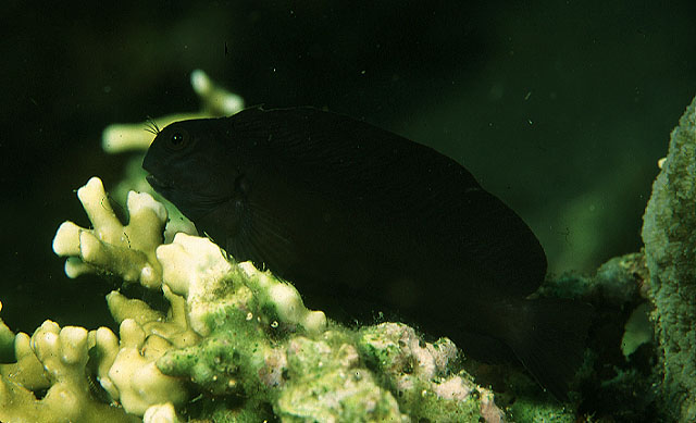 Atrosalarias fuscus fuscus (Rüppell, 1838)